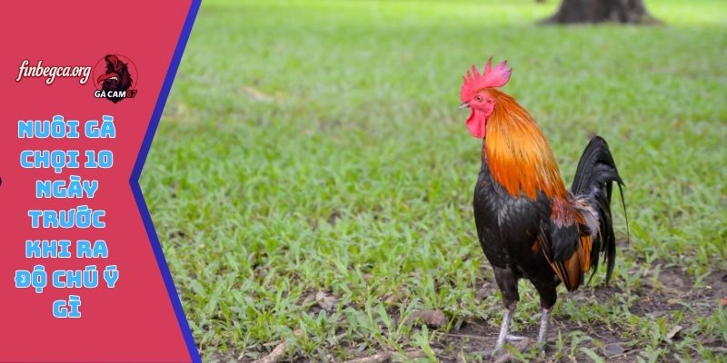 Nuôi gà chọi 10 ngày trước khi ra độ chú ý gì