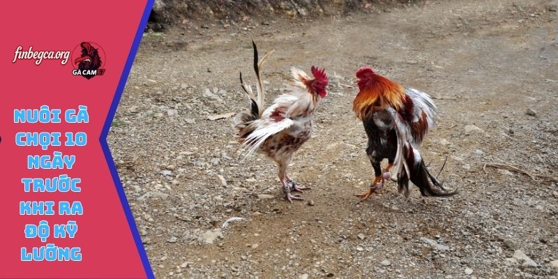 Nuôi gà chọi 10 ngày trước khi ra độ kỹ lưỡng