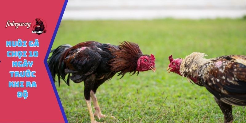 Nuôi gà chọi 10 ngày trước khi ra độ