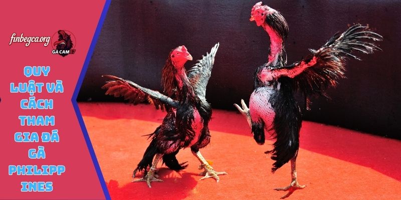 Quy luật và cách tham gia đá gà Philippines