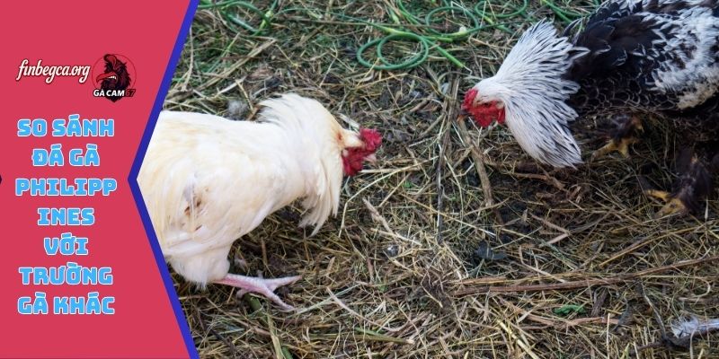 So sánh đá gà Philippines với trường gà khác
