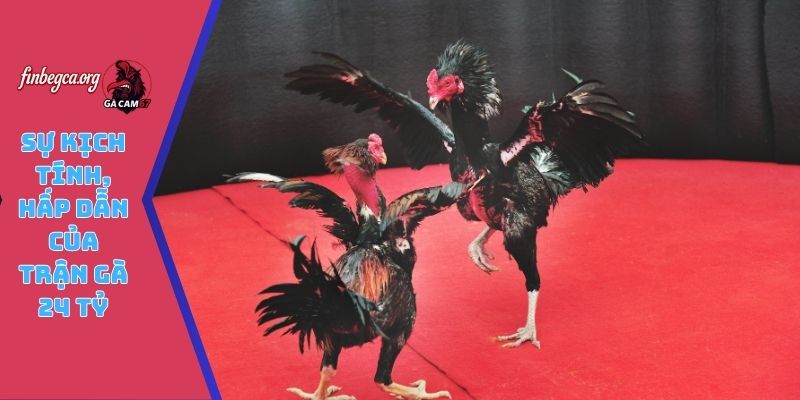 Sự kịch tính, hấp dẫn của trận gà 24 tỷ