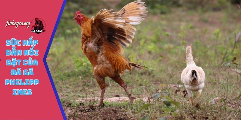 Sức hấp dẫn nổi bật của đá gà Philippines