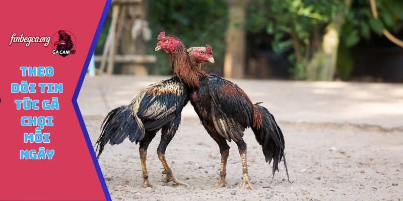Theo dõi tin tức gà chọi mỗi ngày