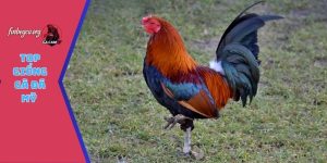 top giống gà đá Mỹ