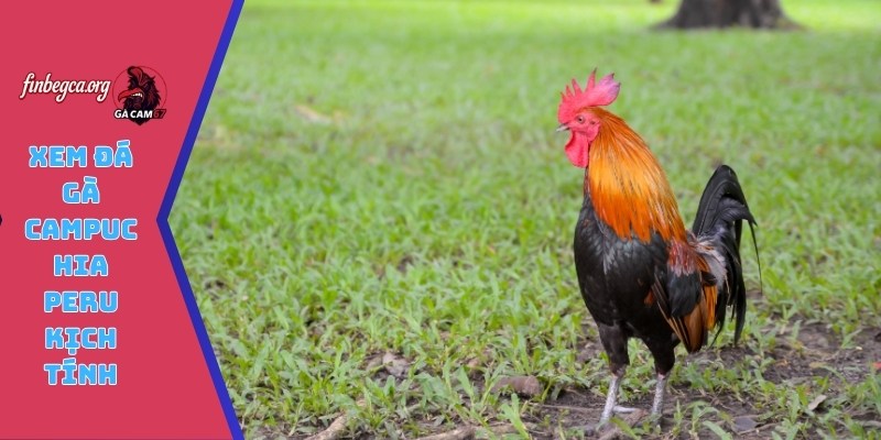 Xem đá gà Campuchia Peru kịch tính