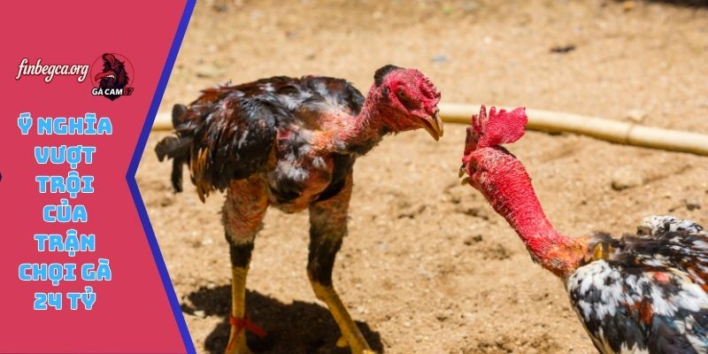 Ý nghĩa vượt trội của trận chọi gà 24 tỷ